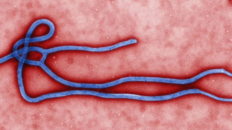 Surto de Ebola na África: Especialistas alertam para aumento de casos na RDC e Uganda