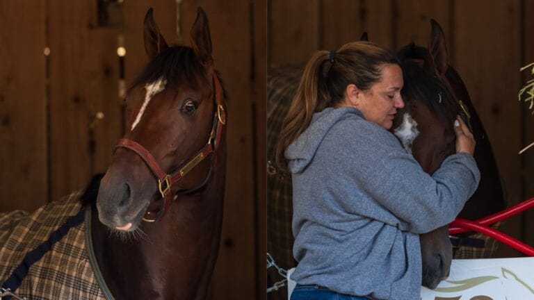 Viral: O cavalo que vingou a vida nas redes sociais