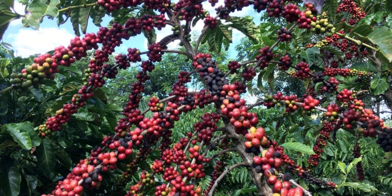 Atualização: Exigências da UE podem dificultar pequenos cafeicultores