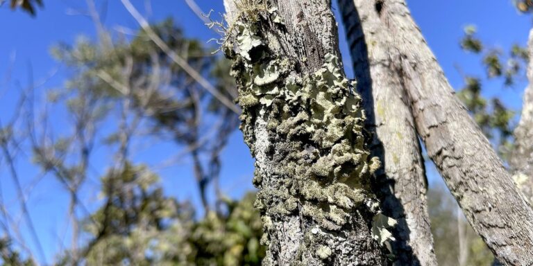 Atualização: ICMBio apoia gestão da Reserva Ecológica do IBGE no DF