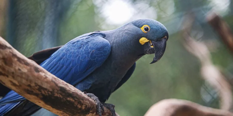 Atualização: Lista de fauna ameaçada inclui 180 animais hoje