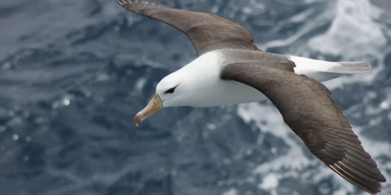 Atualização urgente: Reduzir mortes de albatrozes na pesca em alto-mar
