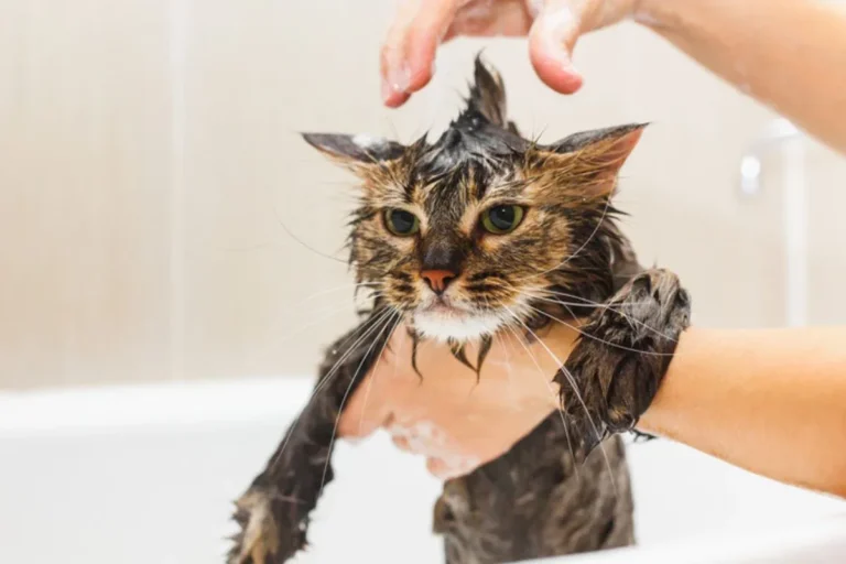Banhos eventuais em gatos: dicas para saúde e bem-estar