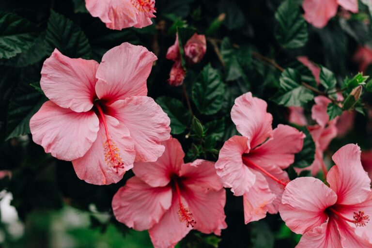 Hibisco: descubra como a planta melhora saúde e amor-próprio
