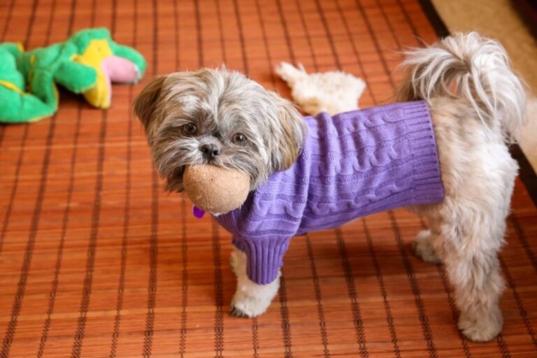 Pets e o frio: entenda o comportamento dos animais na estação