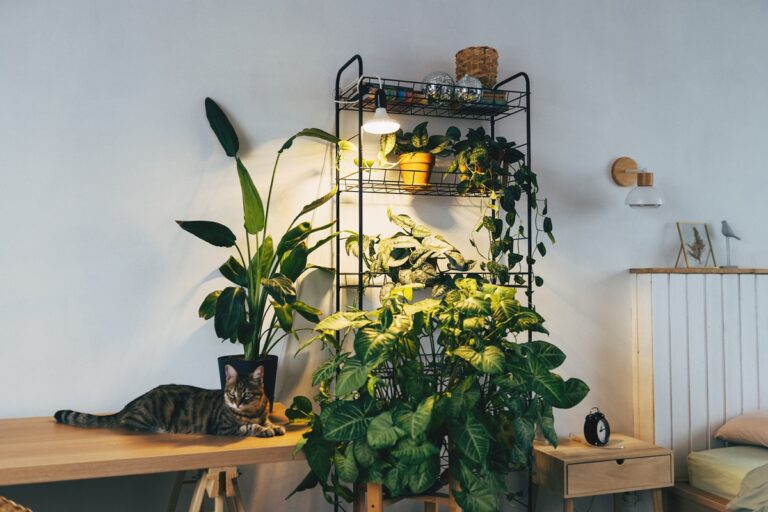 Plantas que ajudam a dormir melhor e melhoram a qualidade de vida