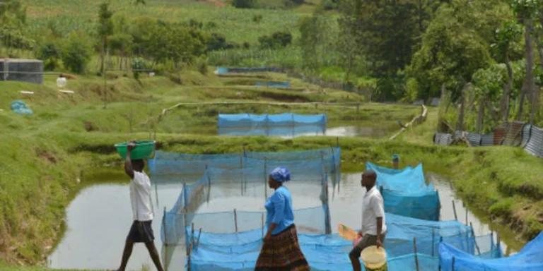 Avanço de bactéria em criações de peixes: impacto no turismo pesqueiro