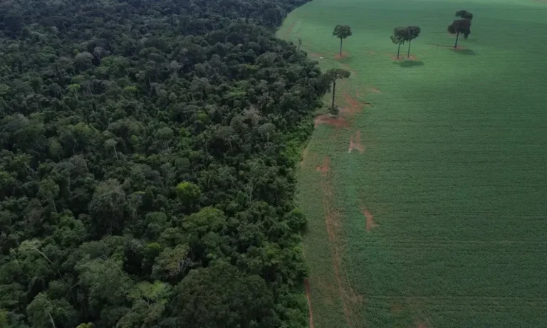 BNDES mobiliza R$ 6 bi para projeto de crédito de carbono