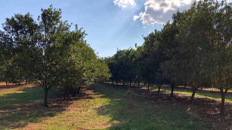 Bactérias naturais da macadâmia no combate a doenças agrícolas