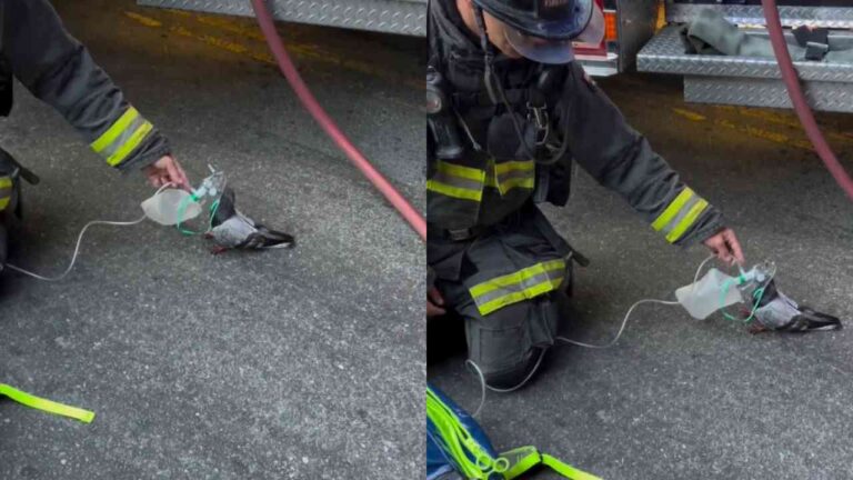 Bombeiros salvam pombo em Oakland, Califórnia, após incêndio em veículo