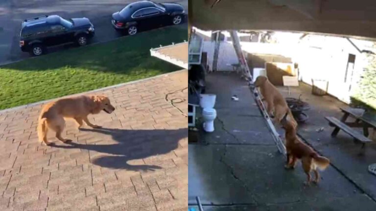 Cachorro surpreende tutor ao subir no telhado durante manutenção em Portland, EUA