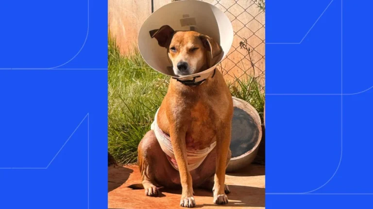 Cadela cega fica gravemente ferida após ataque de pitbulls em Ituiutaba