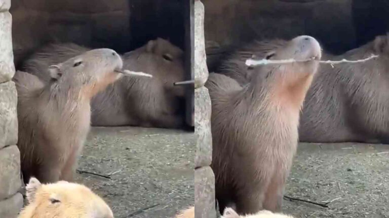 Capivara 'Kung Fu' viraliza nas redes sociais após cena inusitada em zoológico do Piauí