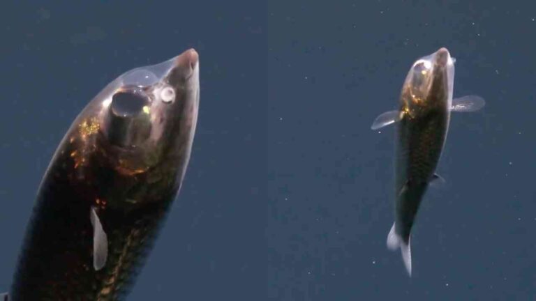 Cientistas registram pela primeira vez peixe com cabeça transparente no fundo do Oceano Atlântico