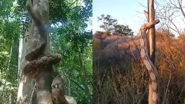 Cobra impressiona ao escalar árvore em vídeo viral nas redes sociais