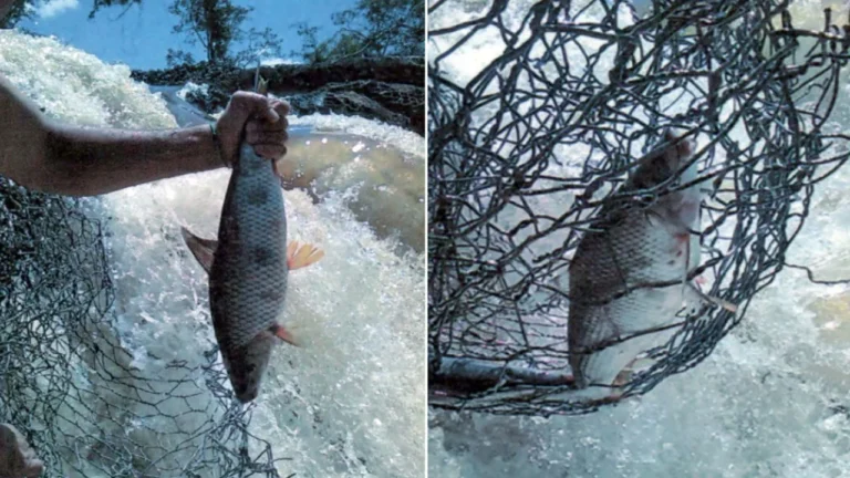 Copasa é condenada a pagar R$ 1 milhão por danos ambientais no Rio Verde e deve comprovar passagem de peixes