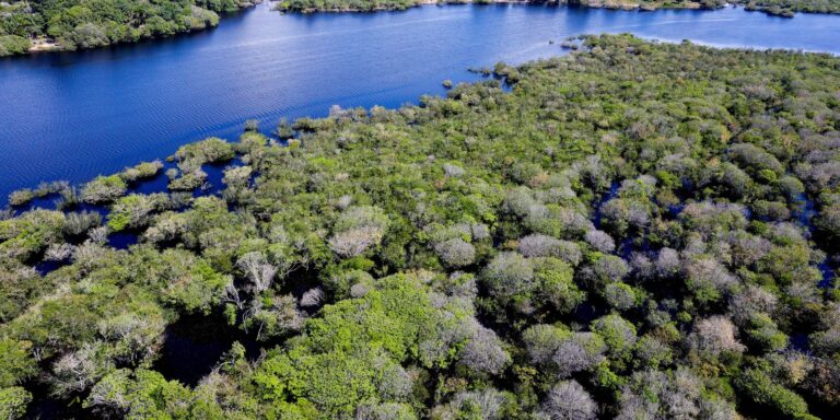Desmatamento na Amazônia cai 35% em junho de 2026