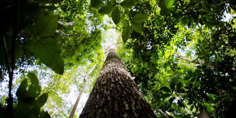 Destino sustentável: BNDES mobiliza R$ 6 bi para crédito de carbono