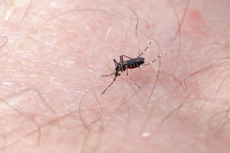 El Niño e seu impacto no agro: alerta para dengue e chikungunya