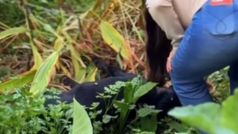 Envenenamento de 18 animais em Congonhas, MG, é confirmado por chumbinho