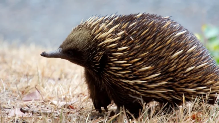 Equidnas: Descubra as Curiosidades Sobre Este Estranho Mamífero Australiano