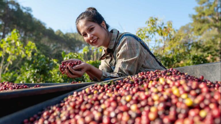 Exportações de café caem 15,7% na safra 2025/26 por oferta baixa