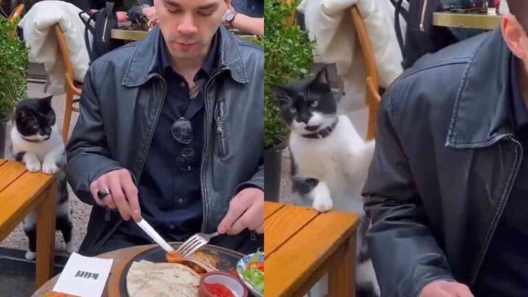 Gato em Istambul surpreende ao pedir comida de forma delicada; veja o vídeo que viralizou