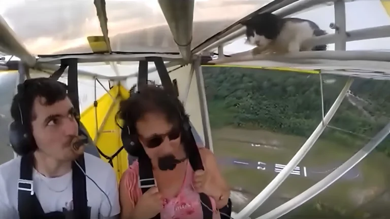 Gato surpreende durante voo de ultraleve na Guiana Francesa; piloto realiza pouso seguro