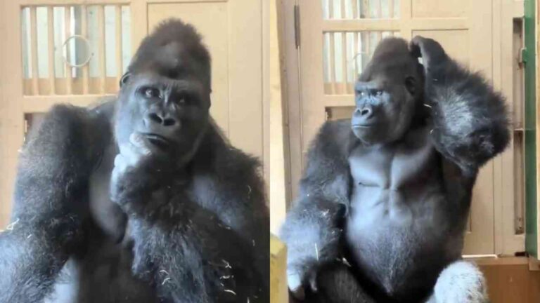 Gorila Kiyomasa, do Zoológico de Higashiyama no Japão, viraliza ao ser flagrado em momento reflexivo após discussão com parceira