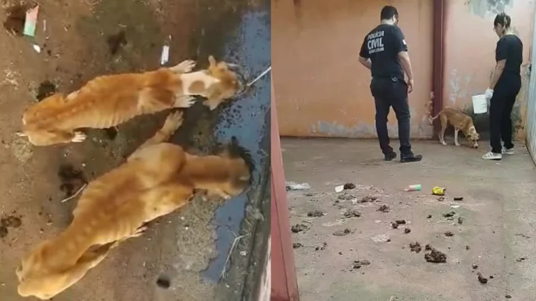 Homem é preso em Conceição das Alagoas por maus-tratos a cães em estado de desnutrição severa