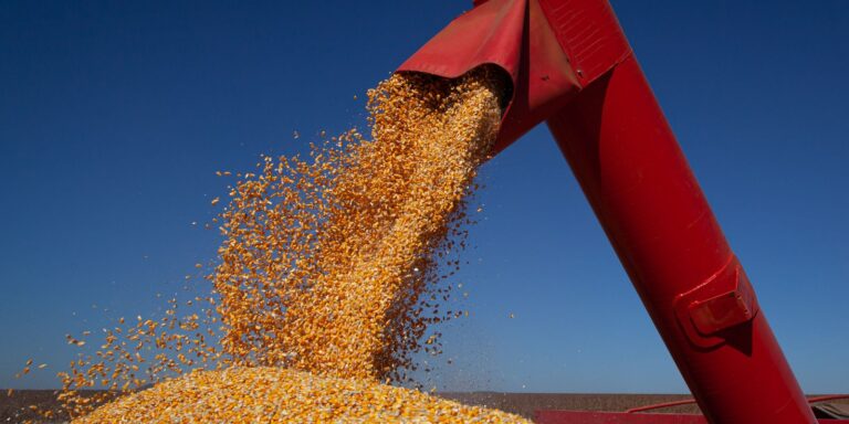 IBGE confirma safra de 347,4 milhões de toneladas para 2026