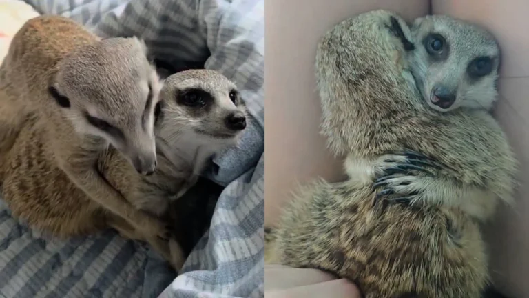 Irmãos suricatos Tobby e Rony encantam internautas com momentos de carinho e brincadeiras