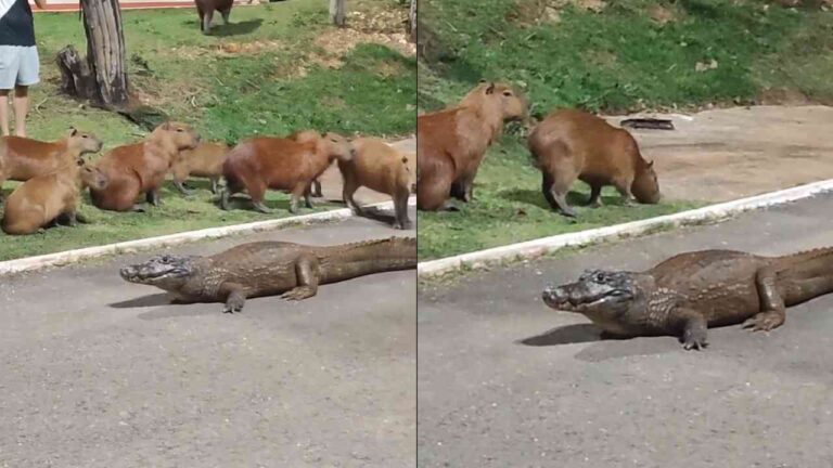 Jacaré "Celso" e capivaras se encontram no Parque das Águas em Cuiabá; assista ao vídeo