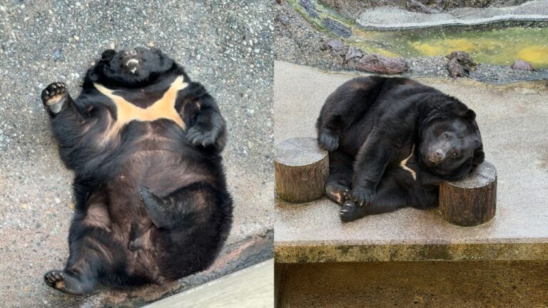 Kumajiro: O Urso Gigante que Conquistou o Coração do Japão