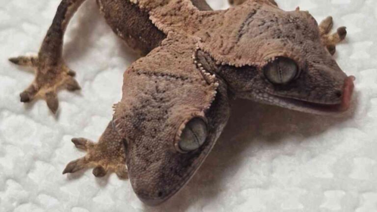 Lagartixa de duas cabeças surpreende especialistas ao sobreviver e se desenvolver bem após nascimento nos EUA