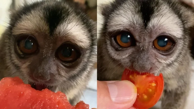 Macaco brasileiro Yo-chan conquista o Japão com vídeos fofos de suas refeições