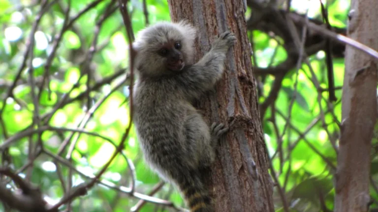 Macaco encontrado morto em Uberlândia testa positivo para febre amarela; vacinação é intensificada