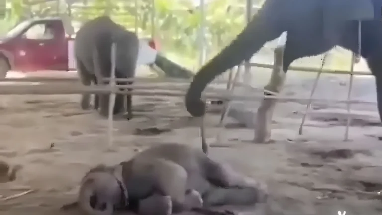 Mãe elefante tenta acordar filhote em vídeo que derrete corações