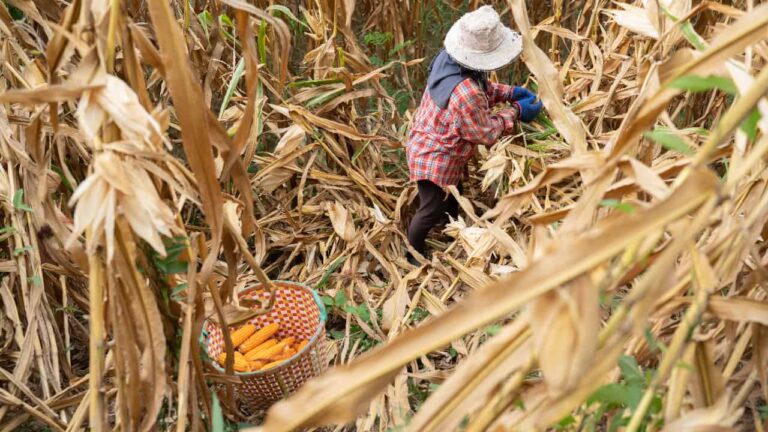 Milho: Mato Grosso projeta 2° safra de 57 mi de toneladas