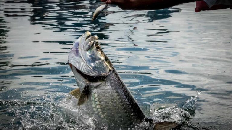 Monitoramento da pesca da tainha em 2026 ganha dados em tempo real