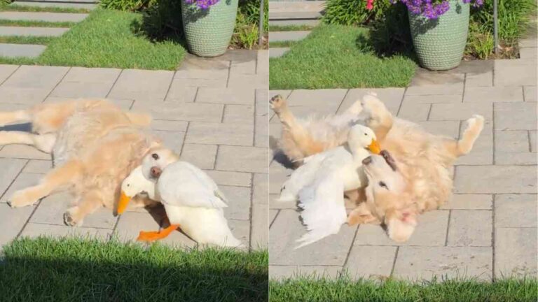 Pato e golden retriever formam amizade inusitada; assista ao vídeo que viralizou