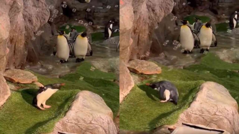 Pinguim se diverte com bolhas de sabão e encanta internautas em vídeo viral