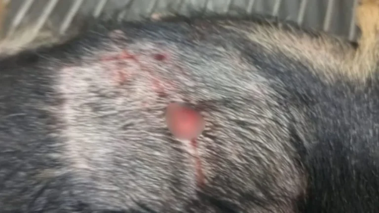 Pitbull ataca cadela em Patos de Minas e tutora se machuca ao tentar salvá-la
