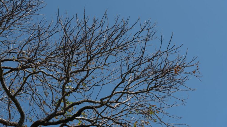 Previsão do tempo para terça-feira em Uberlândia: sol e máxima de 27°C