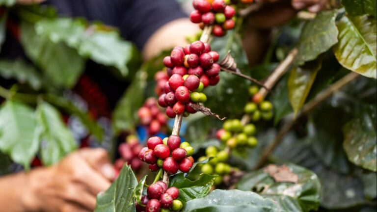Produção de café deve chegar a 66,7 milhões de sacas em 2026