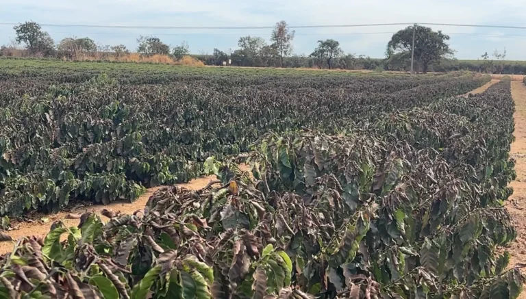 Produtores rurais podem renegociar dívidas em até 10 anos; saiba quem tem direito