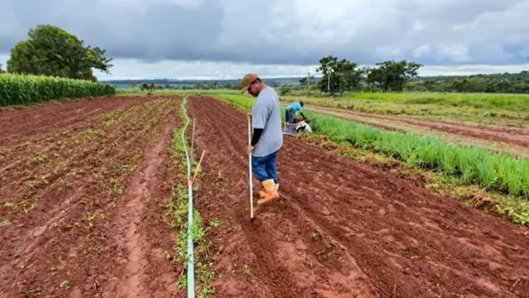 Projeto de Agricultura Familiar no Triângulo Mineiro Incentiva o Cultivo de Arroz entre Pequenos Produtores