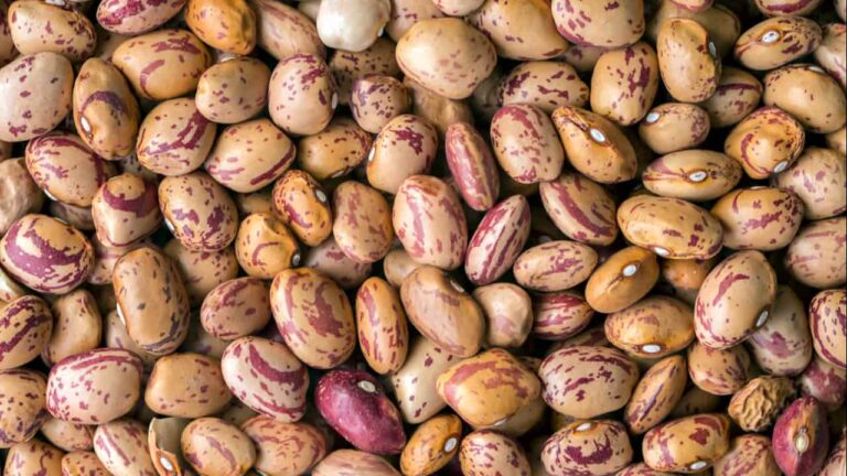 Safra de feijão pressiona preços do carioca no mercado agro