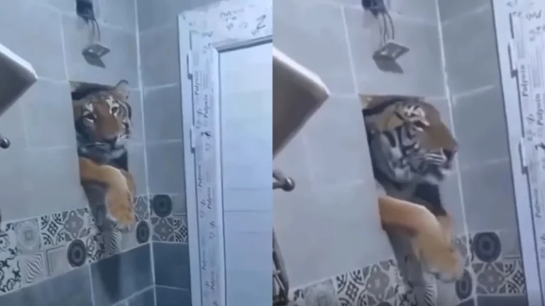 Tigre surpreende homem durante banho na Índia; assista ao vídeo