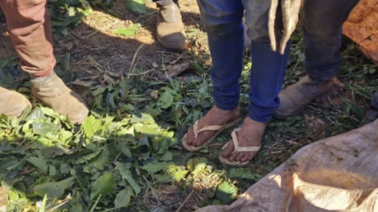 Trinta e dois trabalhadores são resgatados de condições análogas à escravidão em fazenda de café em Perdizes